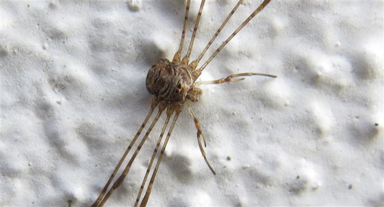 Phalangiidae:  Dicranopalpus ramosus